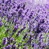 Lavandula angustifolia Pot 9 cm