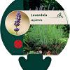 Lavandula angustifolia Pot 9 cm