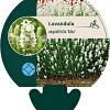 Lavandula ang. 'Alba' Pot 9 cm