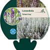 Lavandula 'Richard Gray' Pot 9 cm