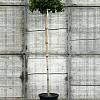 Liquidambar s. 'Gum Ball' Hoogstam (Stamomtrek 6-8 cm)