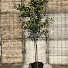 Prunus l. 'Novita' stam 150 cm Leivorm