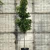 Liquidambar s. 'SlenderSilhouette' Pot 50 Liter Halfstam