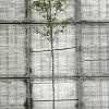 Liquidambar s. 'Worplesdon' Hoogstam (Stamomtrek 10-12 cm)