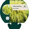 Hakonechloa macra 'Aureola' Pot 9 cm