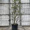 Magnolia soulangeana Pot 70 Liter 200 - 250 cm