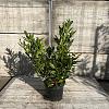 Prunus l. 'Otto Luyken' Pot 7,5 Liter 