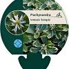 Pachysandra term. 'Variegata' Pot 9 cm