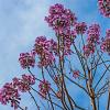 Paulownia tomentosa Hoogstam (Stamomtrek 10-12 cm)