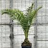 Phoenix canariensis Pot 50 Liter 