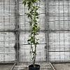 Prunus ser. 'Amanogawa' Pot 15 liter 175 - 200 cm