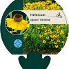 Helenium bigelovii 'The Bishop' Pot 9 cm