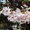 Prunus subh. 'Autumnalis' Hoogstam (Stamomtrek 10-12 cm)