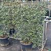 Pyracantha 'Mohave' Scherm 100x125 (BxH)