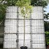 Styphnolobium japonicum Hoogstam (Stamomtrek 10-12 cm)