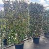 Trachelospermum jasminoides Scherm 130x200 (BxH)