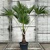 Trachycarpus wagnerianus Pot 15 liter 