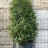 Quercus ilex Pot 230 Liter 200 - 250 cm