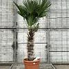 Trachycarpus wagnerianus Pot 70 Liter Stam 80 cm