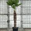 Trachycarpus wagnerianus Pot 70 Liter Stam 110 cm