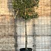 Quercus ilex stam 190 cm (Stamomtrek 25-30 cm) Leivorm 150x120 (BxH) 