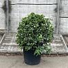 Viburnum tin. 'Eve Price' Pot 25 Liter 60 - 80 cm