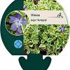 Vinca major 'Variegata' Pot 9 cm