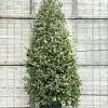 Quercus ilex Pot 130 liter 250 - 300 cm Piramidevorm