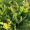 Chamaecyparis l. 'Stardust' Pot 12 liter Halfstam