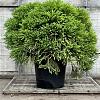 Cryptomeria j. 'Globosa Nana' Pot 70 Liter 