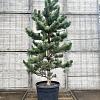 Pinus nigra 'Oregon Green' Pot 50 Liter 150 - 175 cm