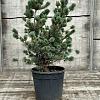 Pinus parv. 'Negishi' Pot 18 liter 