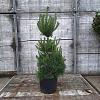 Pinus sylvestris Pot 12 liter 60 - 80 cm