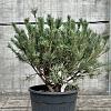 Pinus sylv. 'Watereri' Pot 18 liter 
