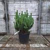 Pinus sylv. 'Watereri' Pot 18 liter 