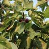 Ficus car. 'Brown Turkey' Pot 12 liter Halfstam