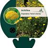Achillea fil. 'Parker's Variety' Pot 9 cm