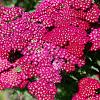 Achillea m. 'Red Velvet' Pot 9 cm