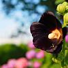 Alcea r. 'Nigra' Pot 9 cm