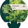 Alchemilla vulgaris Pot 9 cm