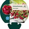 Helianthemum 'Cerise Queen' Pot 9 cm