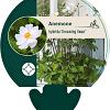 Anemone Dreaming Swan Pot 9 cm