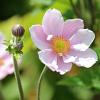 Anemone hyb. 'Elegans' Pot 9 cm