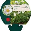 Anemone sylvestris Pot 9 cm