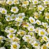 Anemone sylvestris Pot 9 cm