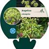 Angelica archangelica Pot 9 cm
