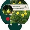 Aquilegia chrysantha 'Yellow Queen' Pot 9 cm