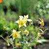 Aquilegia chrysantha 'Yellow Queen' Pot 9 cm