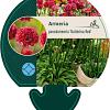 Armeria pseudarm. 'Ballerina Red' Pot 9 cm