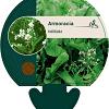 Armoracia rusticana Pot 9 cm